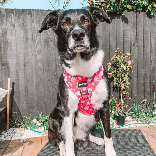 Berry Blossom Harness